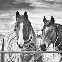 Buy canvas prints of Horses in birtle lancashire by Derrick Fox Lomax