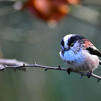 Buy canvas prints of Long Tailed Tit by Derrick Fox Lomax