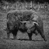 Buy canvas prints of Highland Cattle by Derrick Fox Lomax