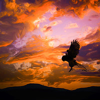 Buy canvas prints of Kestrel Bird Of Prey by Derrick Fox Lomax