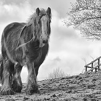 Buy canvas prints of Horse in birtle countryside by Derrick Fox Lomax