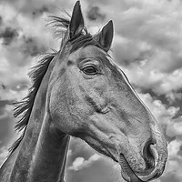 Buy canvas prints of Horse portrait by Derrick Fox Lomax