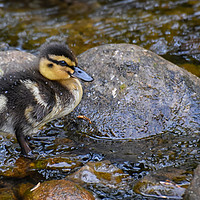 Buy canvas prints of Duckling on the water by Derrick Fox Lomax