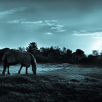 Buy canvas prints of Horse under moonlight by Derrick Fox Lomax