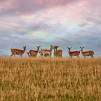 Buy canvas prints of Wild Deer in yorkshire by Derrick Fox Lomax