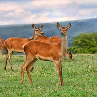 Buy canvas prints of Female Roe deer by Derrick Fox Lomax