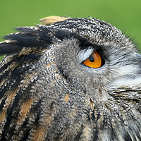 Buy canvas prints of European eagle owl by Derrick Fox Lomax