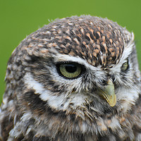 Buy canvas prints of Little Owl by Derrick Fox Lomax