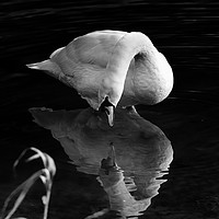 Buy canvas prints of Mute swan on the lake by Derrick Fox Lomax