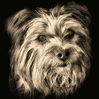 Buy canvas prints of  Yorkshire Terrier dog portrait by Derrick Fox Lomax