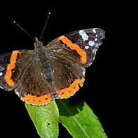Buy canvas prints of Red Admiral Butterfly by Derrick Fox Lomax