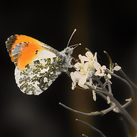 Buy canvas prints of Orange tip butterfly by Derrick Fox Lomax