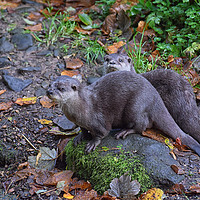 Buy canvas prints of Eurasian Otters by Derrick Fox Lomax