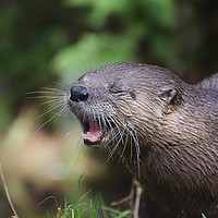 Buy canvas prints of North American River Otter by Derrick Fox Lomax