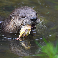 Buy canvas prints of North American River Otter feeding by Derrick Fox Lomax