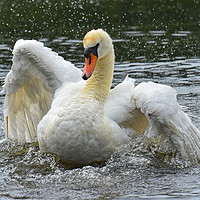 Buy canvas prints of Mute Swan Taking a Bath by Derrick Fox Lomax