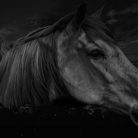 Buy canvas prints of Horse At Midnight by Derrick Fox Lomax