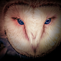 Buy canvas prints of Barn Owl by Derrick Fox Lomax