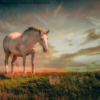 Buy canvas prints of Horse on the Hill by Derrick Fox Lomax