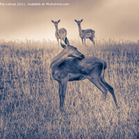 Buy canvas prints of Fallow deer  in yorkshire by Derrick Fox Lomax
