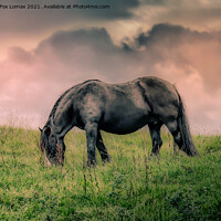 Buy canvas prints of Horse in birtle near bury by Derrick Fox Lomax