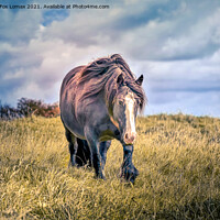 Buy canvas prints of Horse in Birtle Lancashire by Derrick Fox Lomax