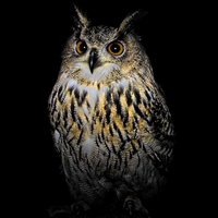Buy canvas prints of  Owl at night by STEPHEN WALSH