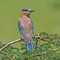 Buy canvas prints of  Indian Roller by Tahir abbas