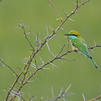 Buy canvas prints of Little Green bee Eater by Tahir abbas