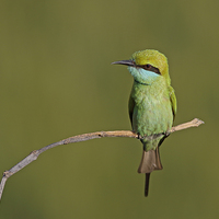 Buy canvas prints of  Little green bee eater by Tahir abbas