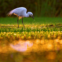 Buy canvas prints of the morning glory by Tahir abbas