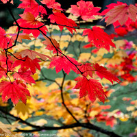 Buy canvas prints of Crimson Leaves at the Close of the Year by Mark Poley