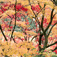 Buy canvas prints of Maple Trunks and Leaves in Autumn by Mark Poley