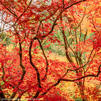 Buy canvas prints of Red Maple Leaves on Black Branches by Mark Poley