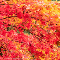 Buy canvas prints of Cascade of Red & Yellow Maple Tree Branches by Mark Poley