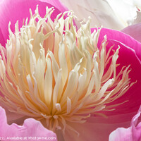 Buy canvas prints of Pink Peony in Bloom by Mark Poley