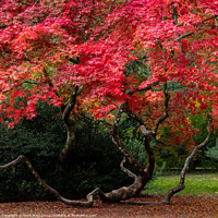 Buy canvas prints of Twists and turns of a flourishing Acer by Mark Poley