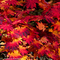 Buy canvas prints of Autumn Maple Leaves in Red and Yellow by Mark Poley