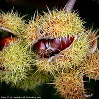 Buy canvas prints of Sweet Chestnuts bursting out of their capsules  by Mark Poley