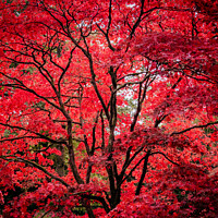 Buy canvas prints of Autumn Glory - Red Acer by Mark Poley