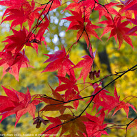 Buy canvas prints of Red Acer leaves in a Yellow Woodland by Mark Poley