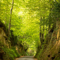 Buy canvas prints of The Lane rising up through Park Covert, Montacute by Mark Poley