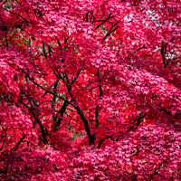 Buy canvas prints of Autumnal Acer Tree in Red - Fine Art by Mark Poley