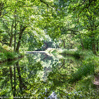 Buy canvas prints of Woodland reflections on Basingstoke Canal by Mark Poley