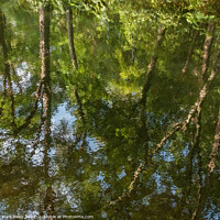 Buy canvas prints of Reflections of Summer Trees along the Basingstoke  by Mark Poley