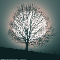 Buy canvas prints of Tree silhouetted by white Orb in Talgarth by Mark Poley