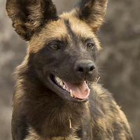 Buy canvas prints of  Wild Dog Portrait by Kevin Tappenden
