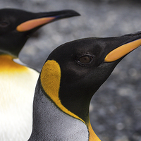 Buy canvas prints of  King Penguins by Kevin Tappenden