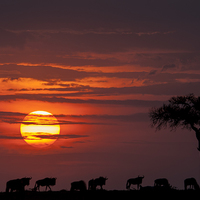 Buy canvas prints of  Masai Mara Sunset by Kevin Tappenden