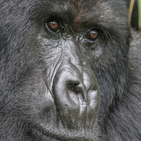 Buy canvas prints of  Mountain Gorilla Portrait by Kevin Tappenden